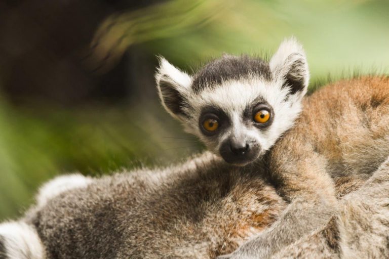 Loro Parque da la bienvenida a una nueva cría de lémur de cola anillada