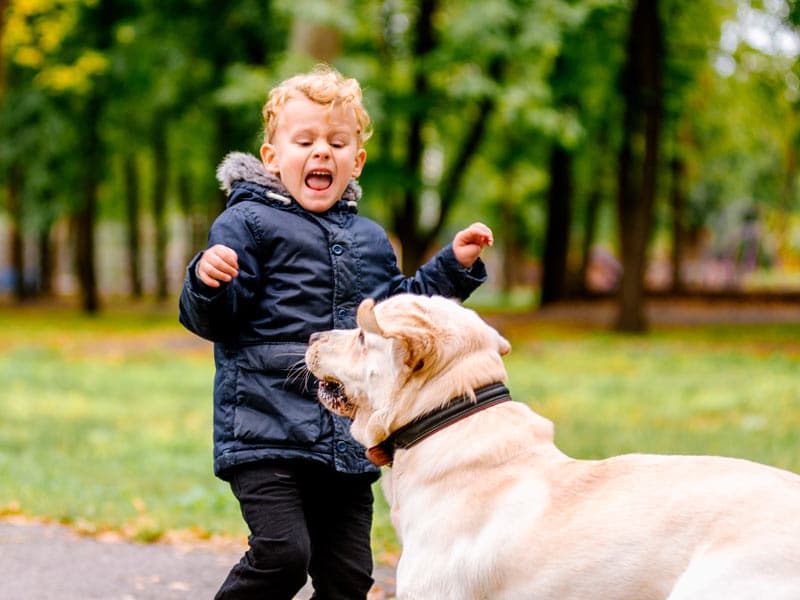 ¿Qué Dicen Los Expertos Sobre Tener Miedo A Cualquier Clase De Mascota?