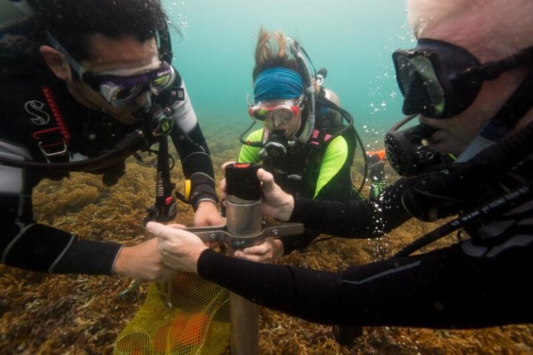La actividad humana podría acabar asfixiando a los arrecifes de coral del Caribe