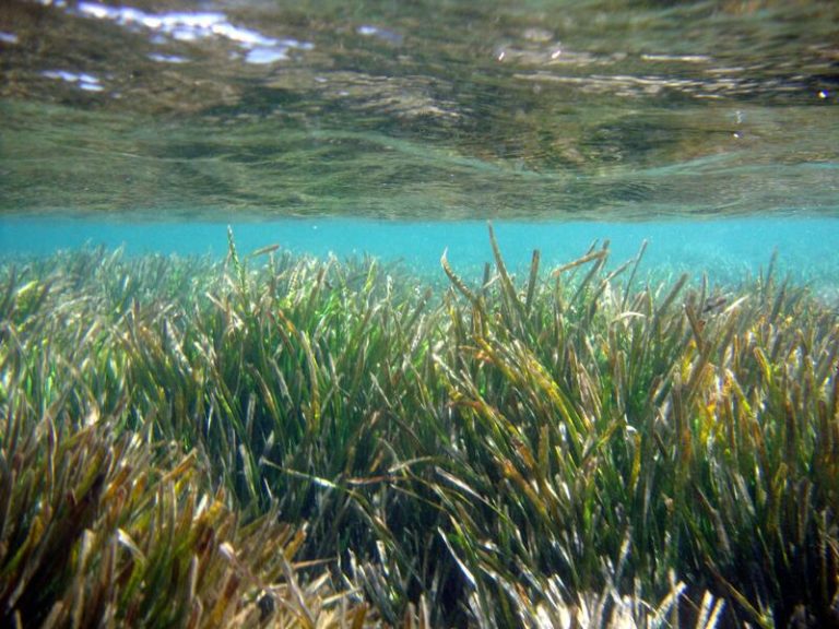 La UA pone en marcha un proyecto para la formación en la protección de especies marinas