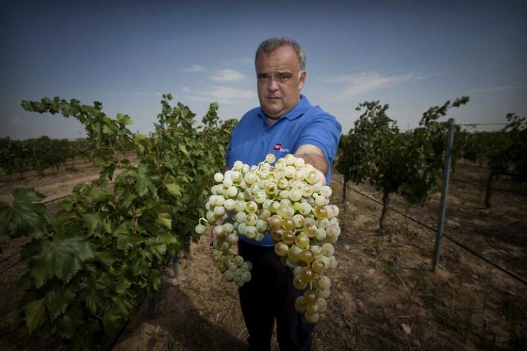La vendimia comienza en Madrid con la uva albillo real