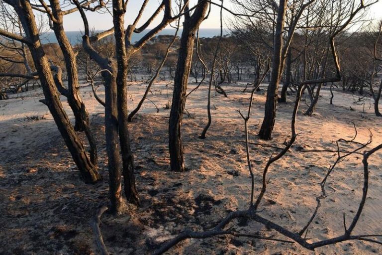 WWF reclama paisajes cortafuegos para prevenir los fuegos en Doñana