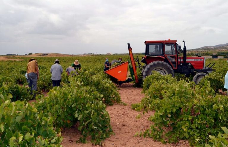 Castilla-La Mancha estima un 20% menos de uva
