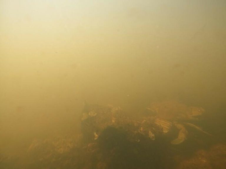 WWF y ANSE piden eliminar 8.500 hectáreas de cultivos de regadío «ilegal» alrededor del Mar Menor