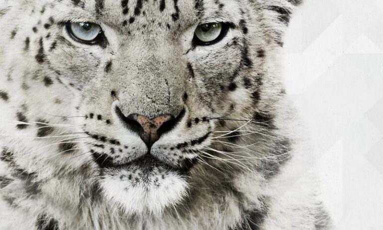 Rusia avisa de la existencia de permisos fraudulentos de exportación de especies