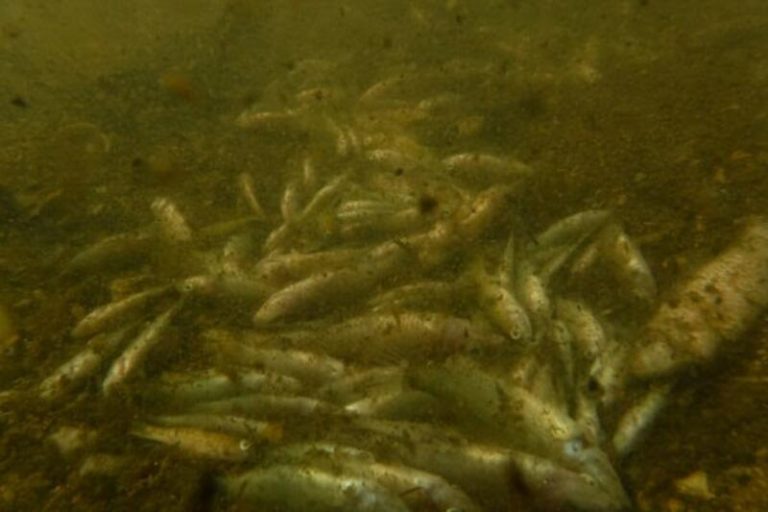Greenpeace celebra que el Gobierno y Murcia se pongan a trabajar por el Mar Menor