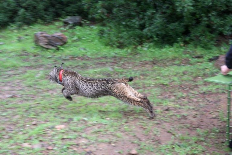 Mueren atropelladas dos crías de lince en Linares y Vilches, en Jaén