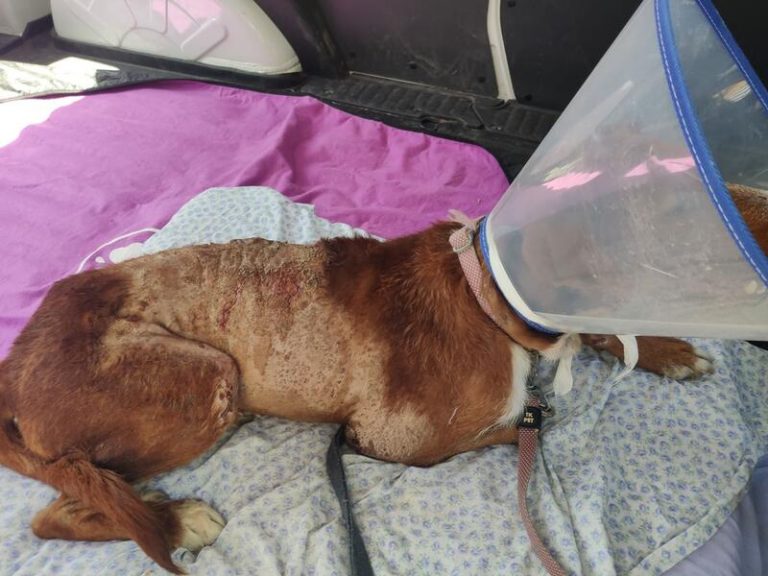 Encuentran a un perro con quemaduras por ácido en una cuneta de Motril