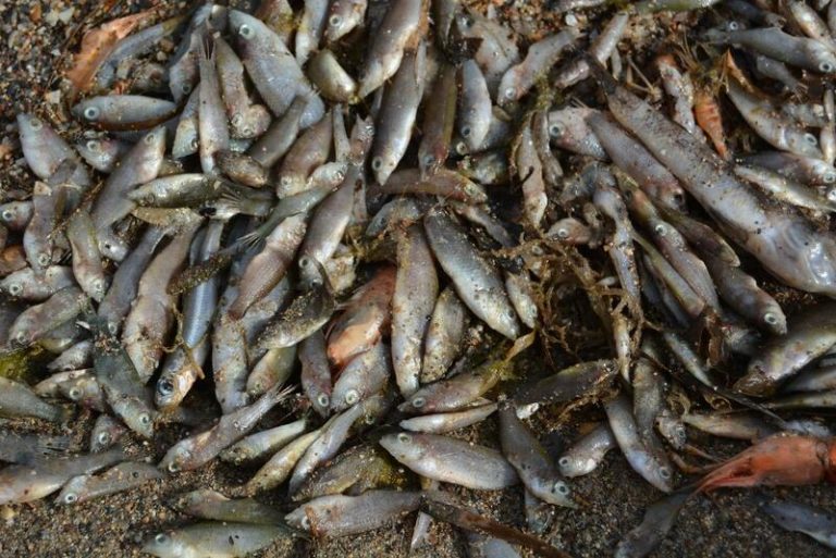 SEO/BirdLife pide que se declare las lagunas costeras como primer hábitat en peligro de extinción