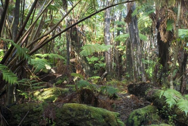 Revelan la localización e intensidad de las amenazas globales a la biodiversidad