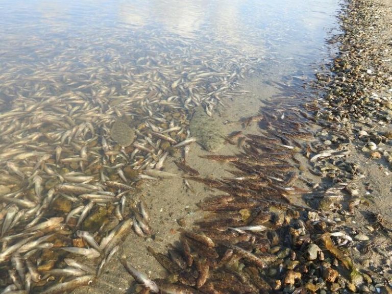 WWF alerta a los supermercados del impacto de la agricultura ilegal del Mar Menor