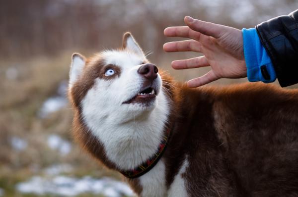 ¿Cómo Superar El Temor A Los Perros?