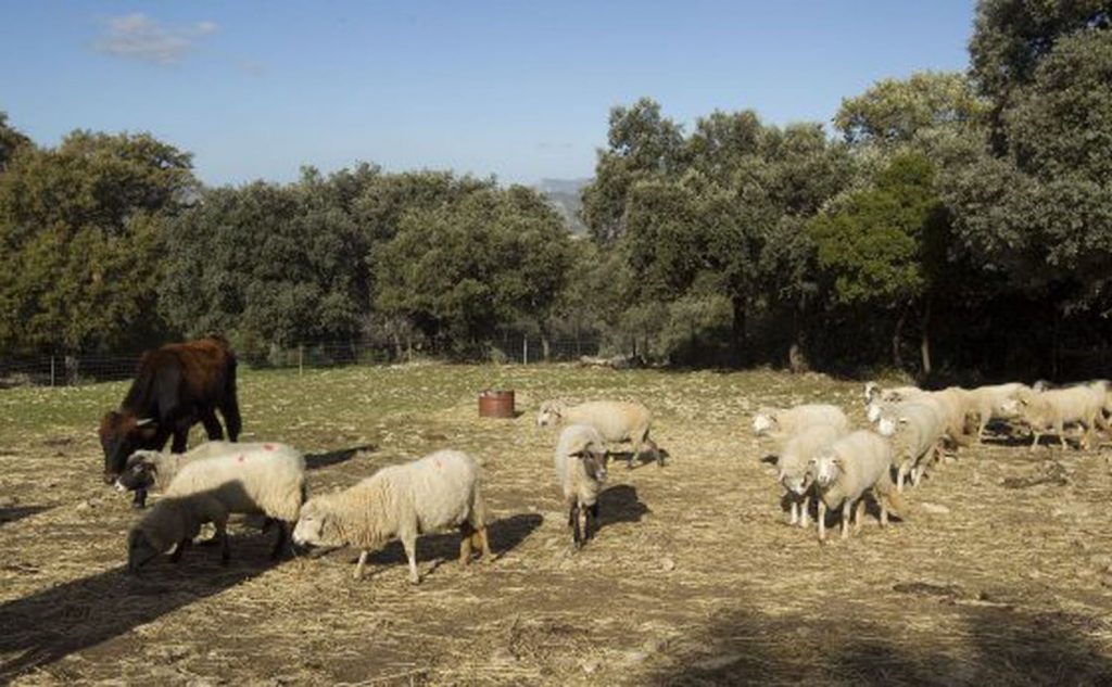 Cordero, 22 Kilos De Co2