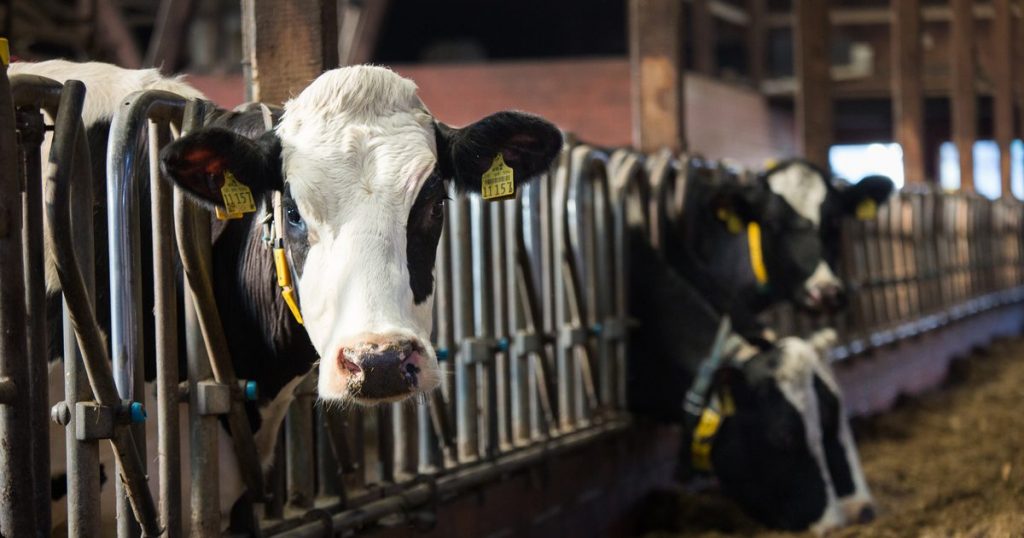 Carne De Vaca, 26.5 Kilos De Co2