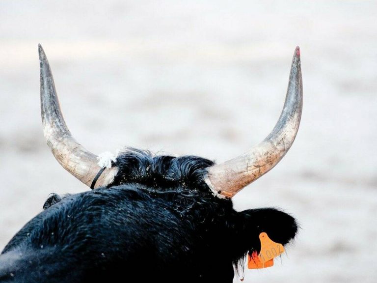 Anpba pide a la Junta que aclare el presunto atropello al toro que escapó en Brihuegan