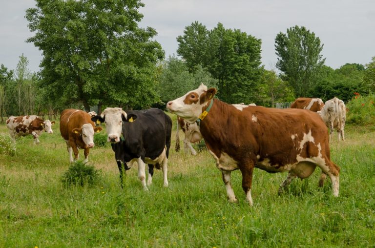 Asoprovac alerta del «peligroso impacto» de la estrategia ‘Farm to Fork’