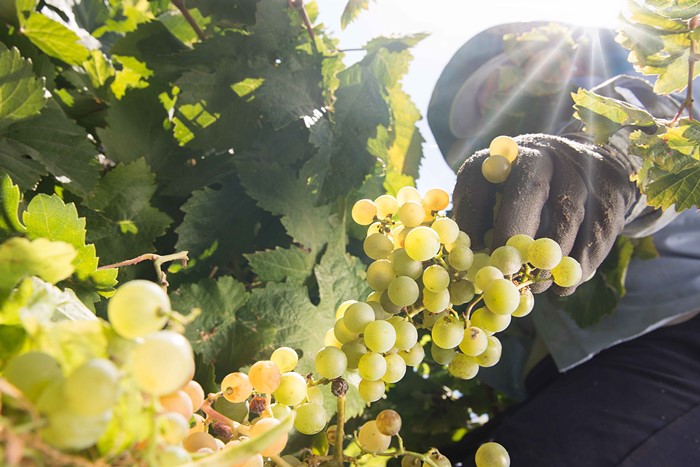 Bodegas Barbadillo inicia la vendimia y prevé recolectar 7 millones de kilos de uva Palomino Fino
