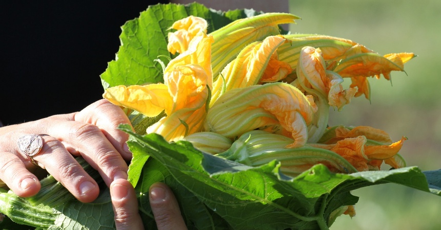 Flor De Calabacín