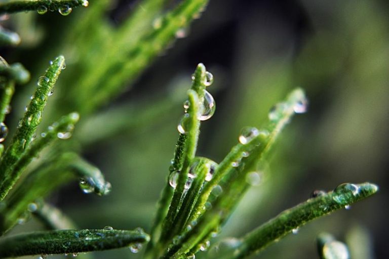 Científicos logran observan cómo las plantas hacen circular el agua a nivel molecular