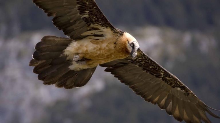 Cinco nuevos quebrantahuesos vuelan libres en el Parque Nacional de los Picos de Europa