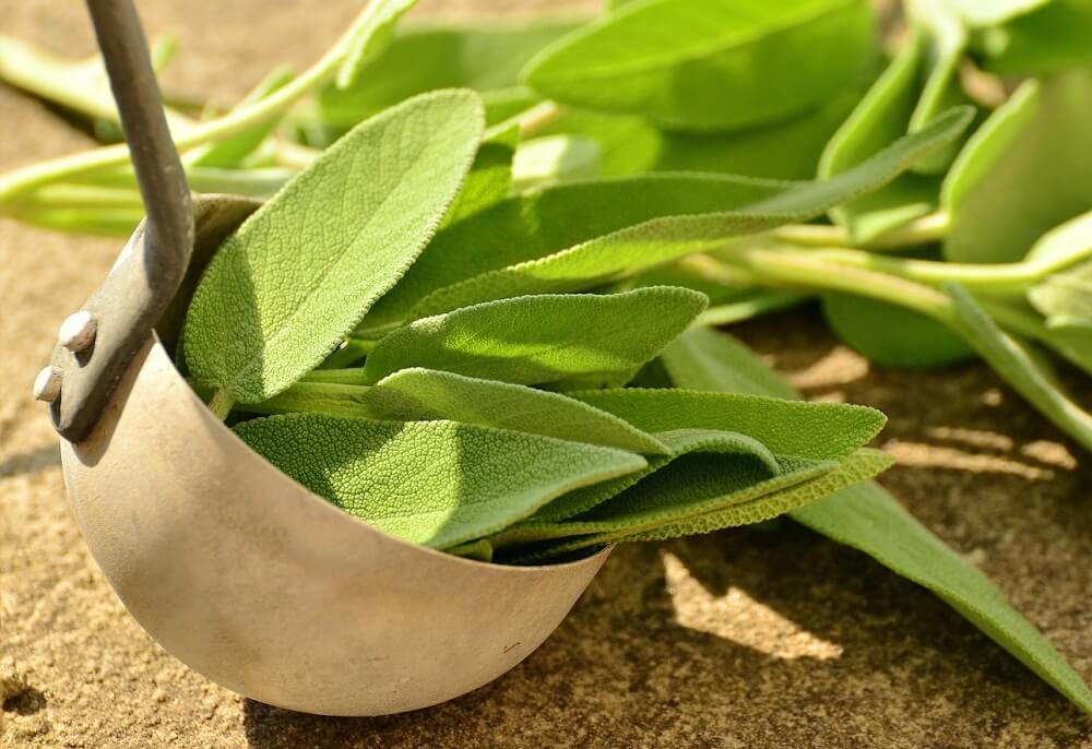 Salvia Para Eliminar El Mal Olor De Pies