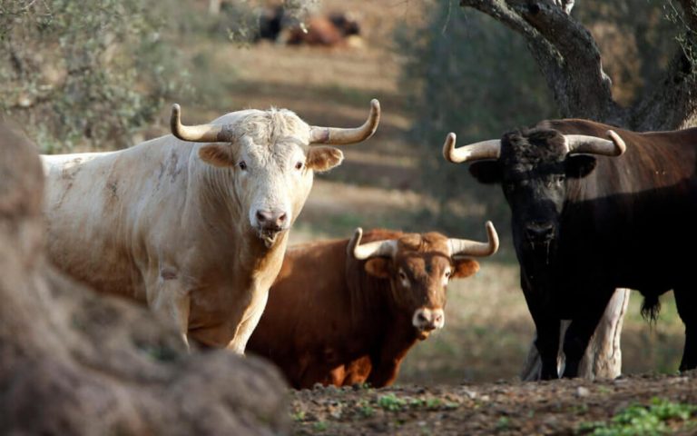 Criadores de toros instan a la alcaldesa de Gijón a pedir perdón por la excusa para prohibir corridas