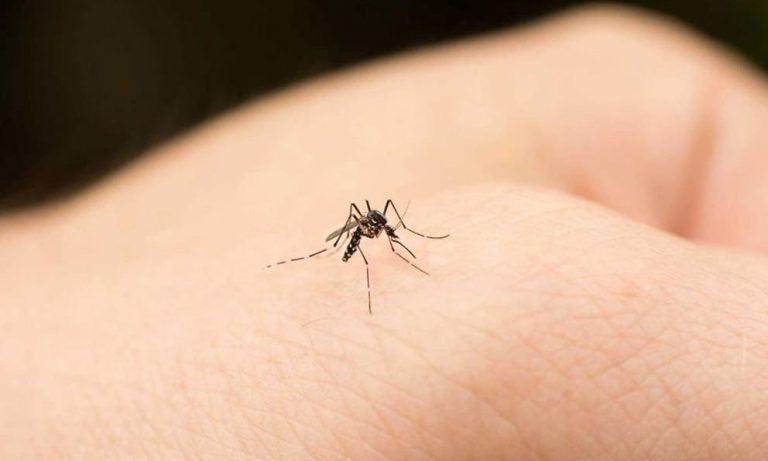 Descubren cómo el parásito de la malaria se defiende de la fiebre del huésped