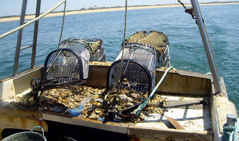 El Gobierno destina un millón para investigación en el sector pesquero y acuícola