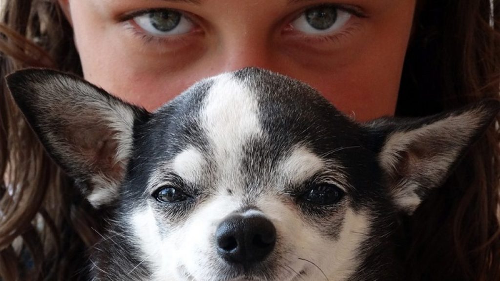 El Perro Esquiva La Mirada