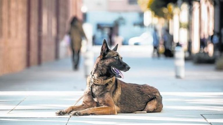 El proyecto de ley valenciana de animales de compañía les reconoce como «seres sensibles»