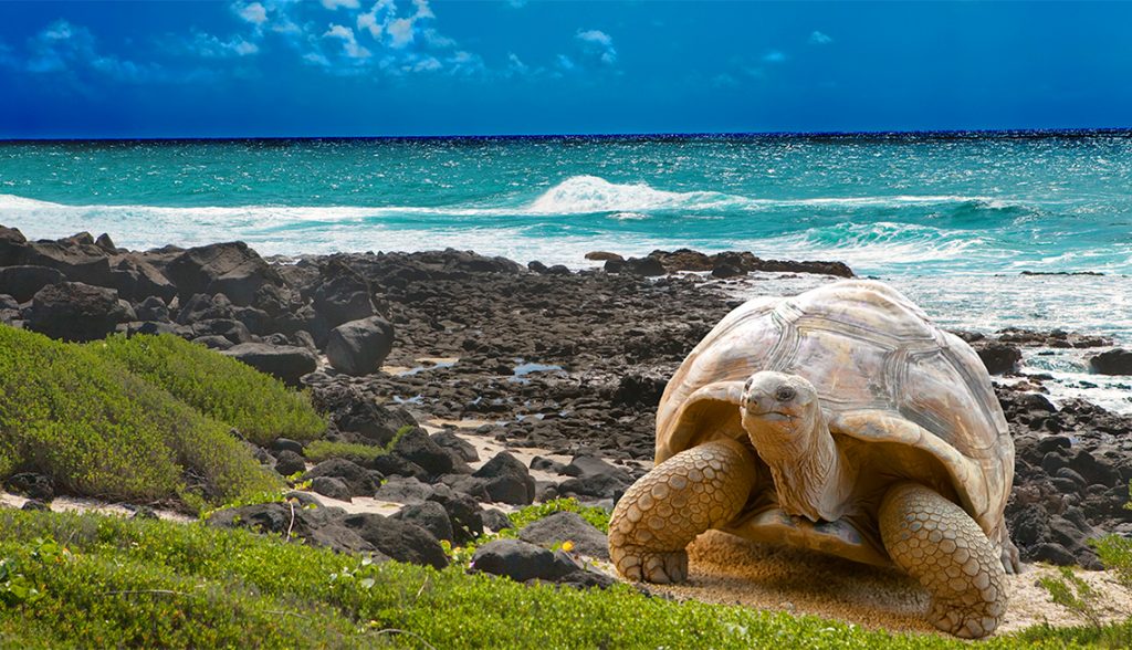 Las Islas Galápagos