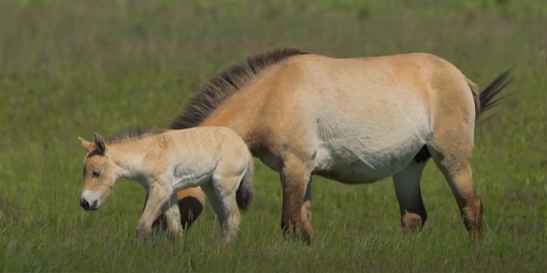 La IA de Microsoft permite el estudio de caballos salvajes en peligro de extinción