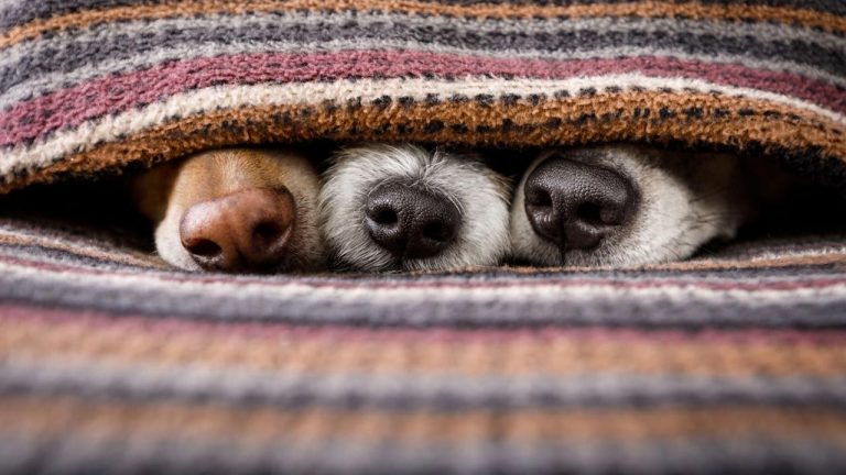 La señal en tu perro que indica que desconfía de una persona