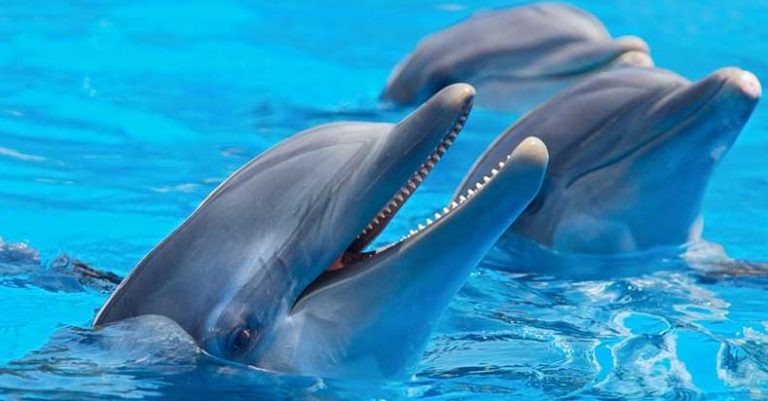Los delfines mulares queman calorías a un ritmo menor a medida que envejecen