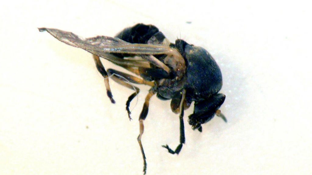 Mosca Negra De Cerca