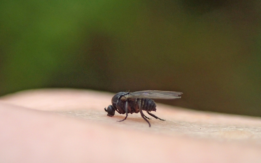 Mosca negra posada en mano