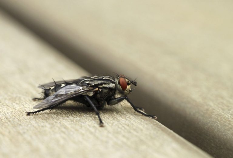 Mosca negra: qué es y por qué es tan peligrosa