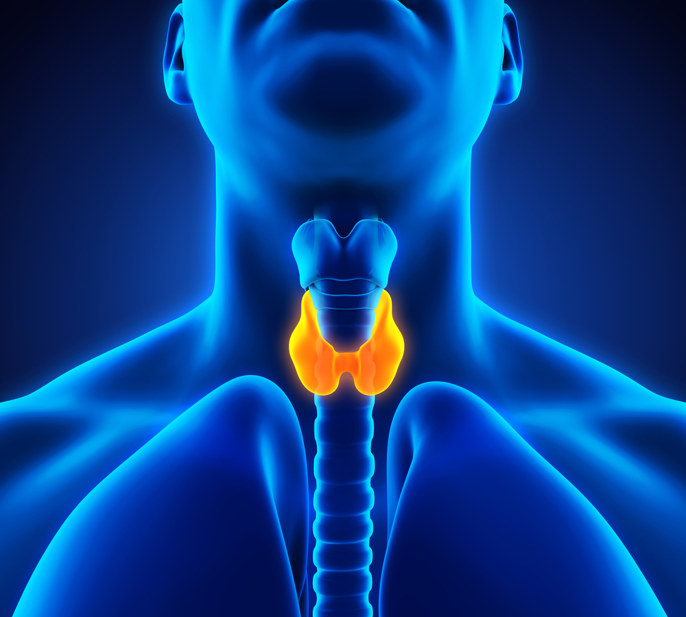 ¿Qué Es La Tiroides?
