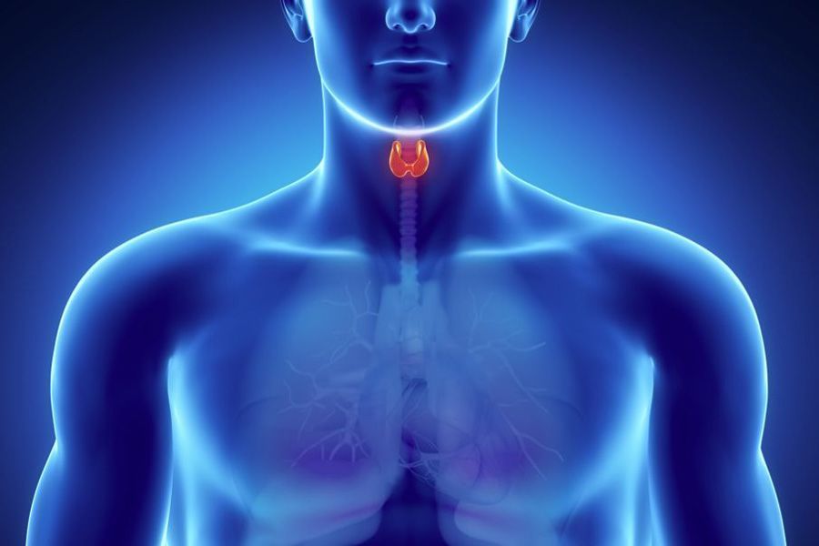 ¿Cuáles son las hormonas de la tiroides?