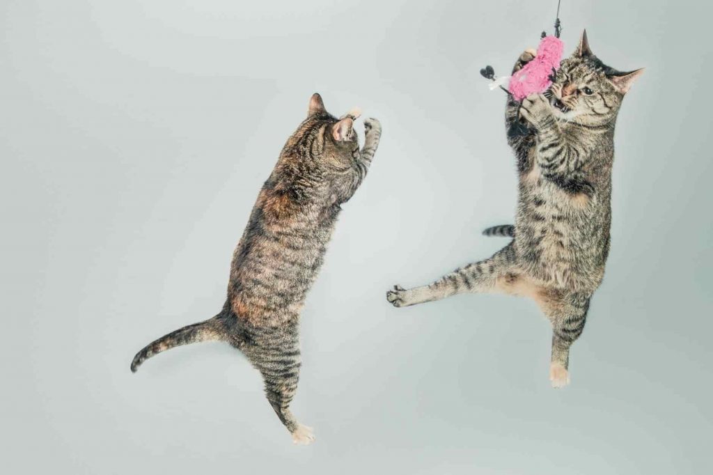 ¿Qué Es El Síndrome Del Gato Paracaidista?