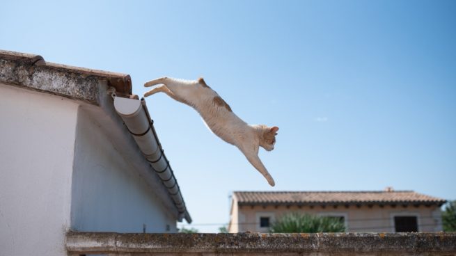 ¿Cuáles Son Las Causas Del Síndrome Del Gato Paracaidista?