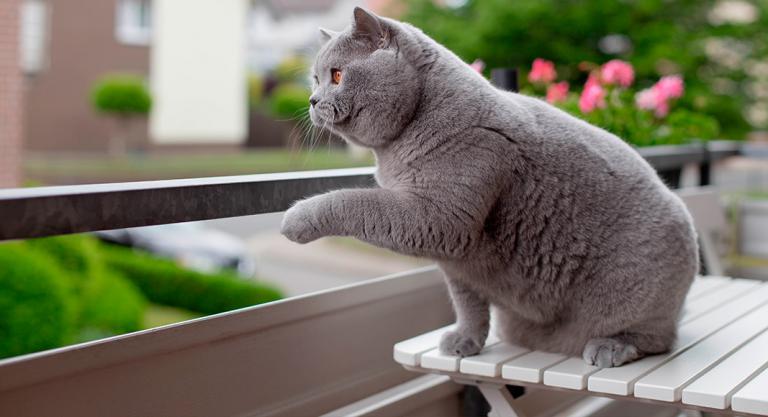 ¿Qué Factores Puede Determinar Los Daños En El Síndrome Del Gato Paracaidista?