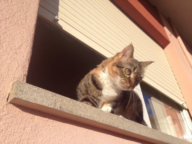 ¿Cuáles Son Los Concejos Para Reducir El Riesgo Del Síndrome Del Gato Paracaidista?
