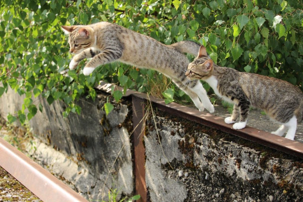 ¿Qué Pasa Cuando Conviven Con Otros Gatos?