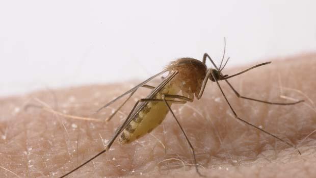 ¿Qué es el virus del Nilo?
