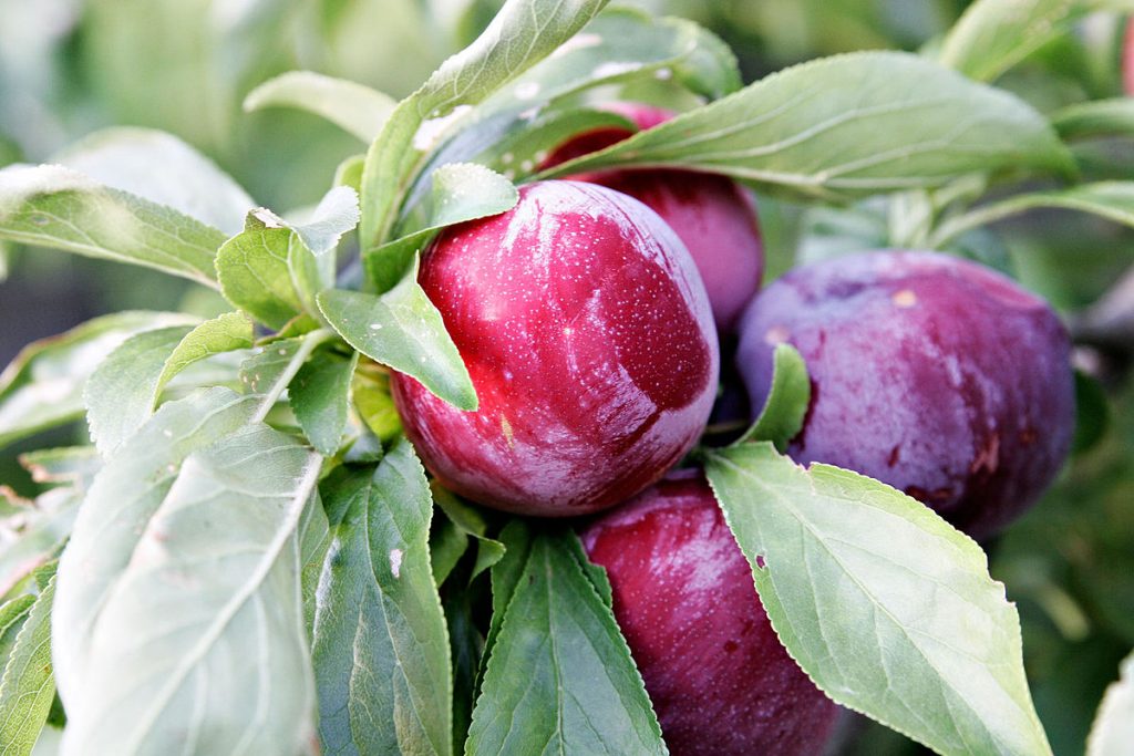 ¿Cuáles Son Las Propiedades De Las Ciruelas?