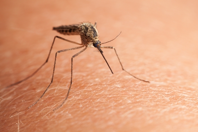 Síntomas que te avisan de que tienes alergia a las picaduras de mosquito