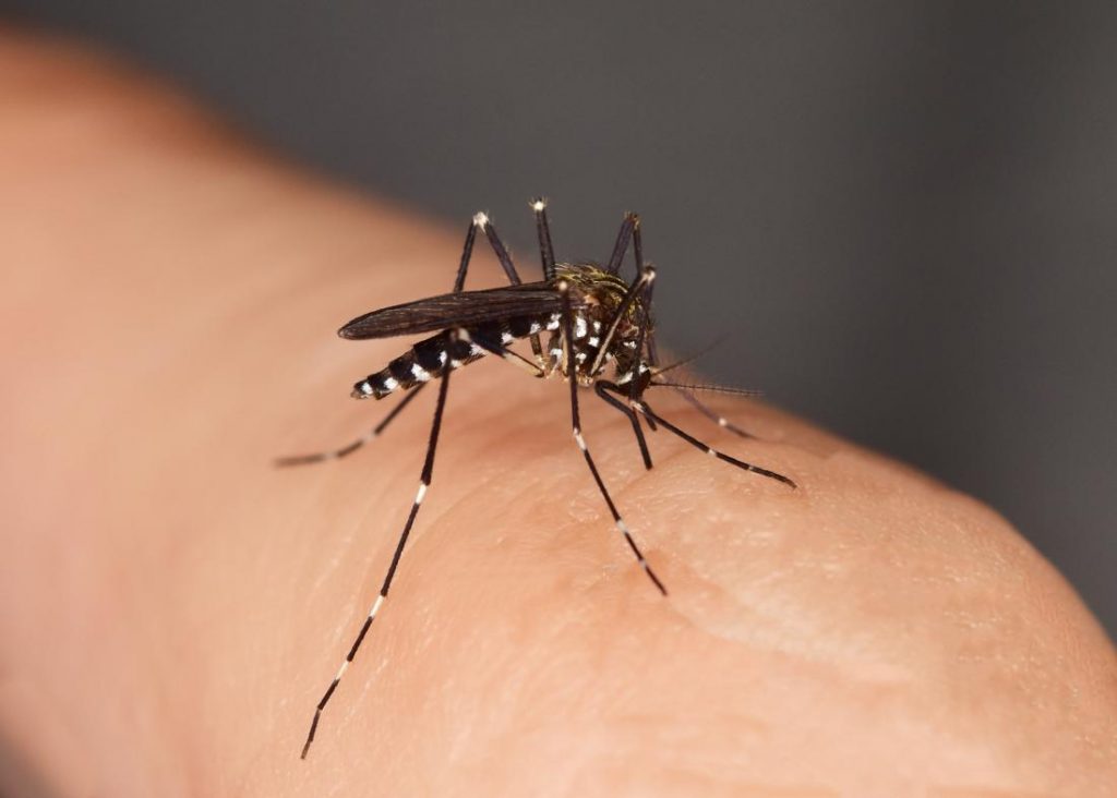¿Qué Ocurre Cuando La Saliva Del Mosquito Entra A Tu Cuerpo?