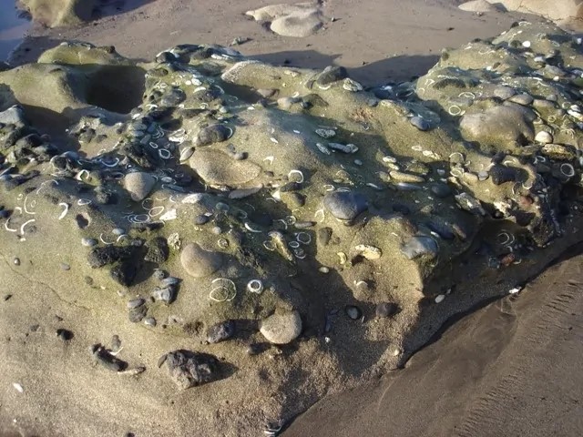 Gobierno de Canarias y Museos de Tenerife actualizarán la información de especies fósiles