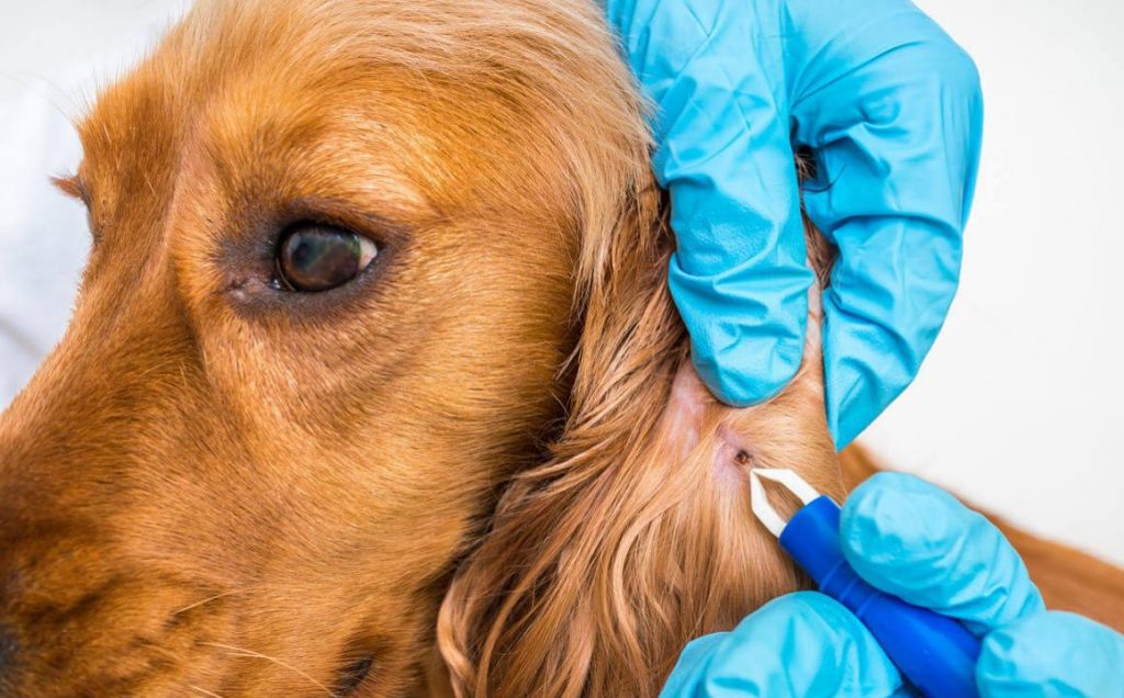 Estas Son Las Enfermedades Que Puede Transmitirte Tu Perro